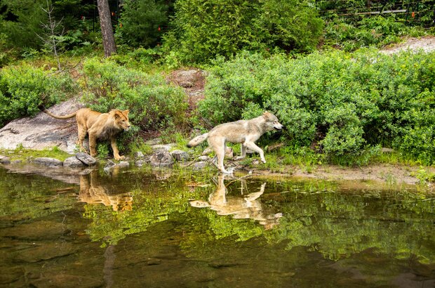 The Wolf and the Lion (2021) - photo 5