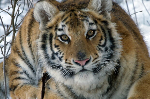 Ta'igara: An adventure in the Himalayas (2022) - photo 12