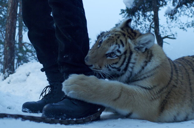 Ta'igara: An adventure in the Himalayas (2022) - photo 5