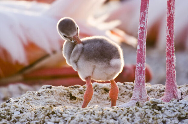 Пурпурные крылья: тайна фламинго (2008) - фото 2