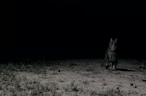 The Cabin (2018) - photo 4
