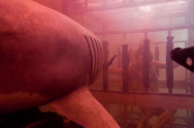 Shark Night 3D (2011) - photo 5