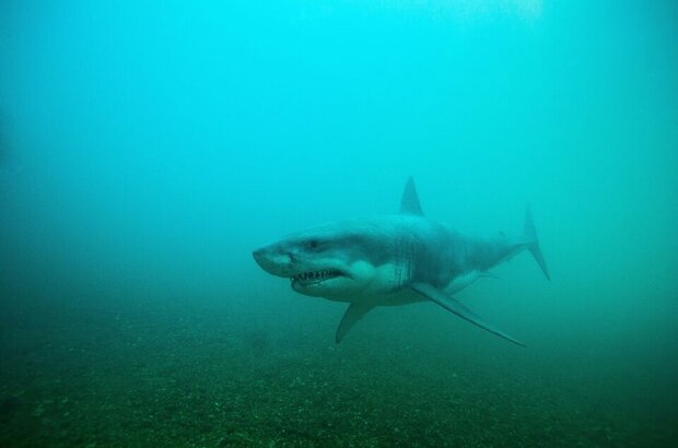 Shark Night 3D (2011) - photo 2