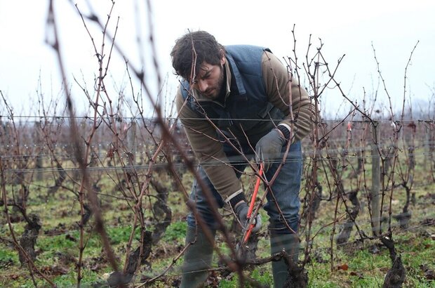Back to Burgundy (2017) - photo 7