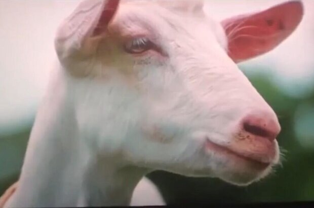 Sheep Without a Shepherd (2019) - photo 2