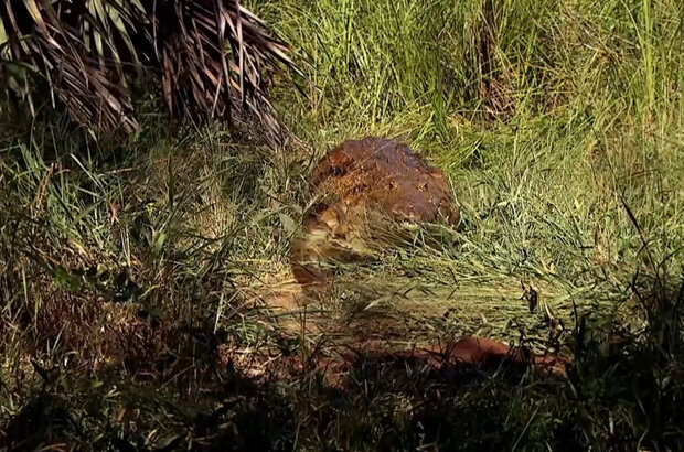 Царство крокодилов (2020) - photo 6