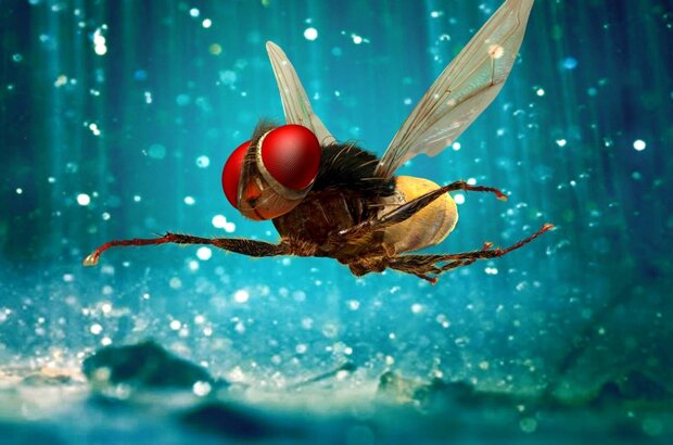 Eega (2012) - photo 2