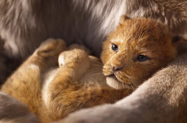 The Lion King (2019) - photo 3
