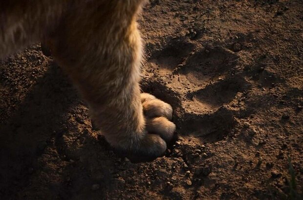The Lion King (2019) - photo 6
