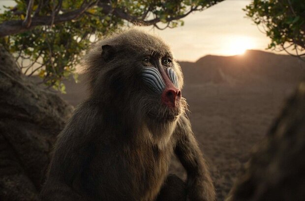 The Lion King (2019) - photo 11
