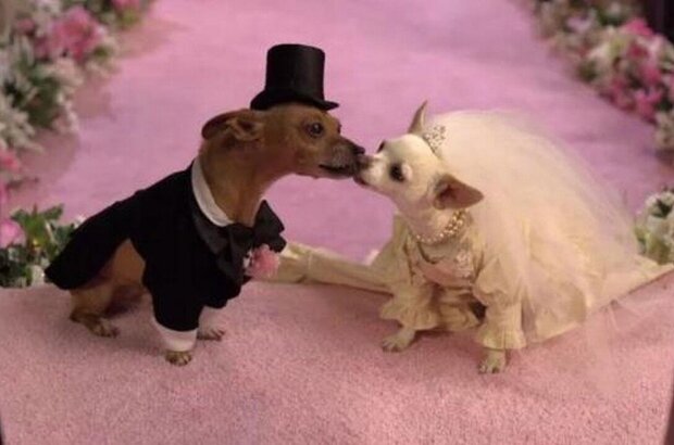 Beverly Hills Chihuahua 2 (2010) - photo 1