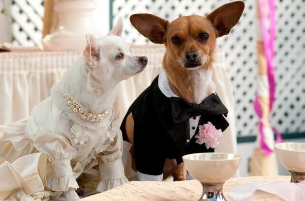 Beverly Hills Chihuahua 2 (2010) - photo 3