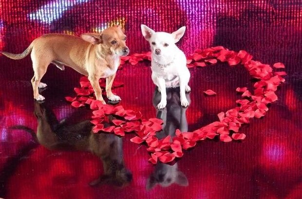 Beverly Hills Chihuahua 2 (2010) - photo 5
