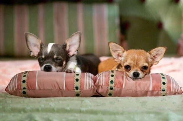 Beverly Hills Chihuahua 2 (2010) - photo 4