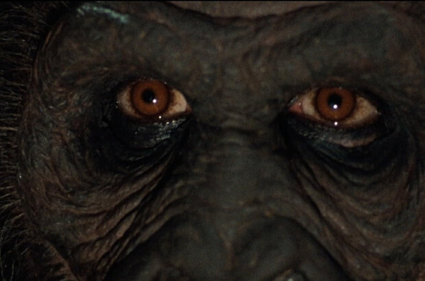 Greystoke: The Legend of Tarzan, Lord of the Apes (1984) - photo 10