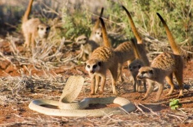 The Meerkats (2008) - photo 2