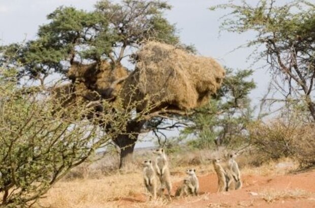 The Meerkats (2008) - photo 5