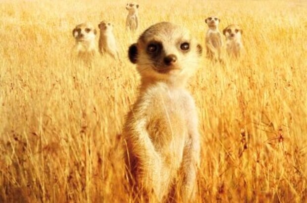 The Meerkats (2008) - photo 1