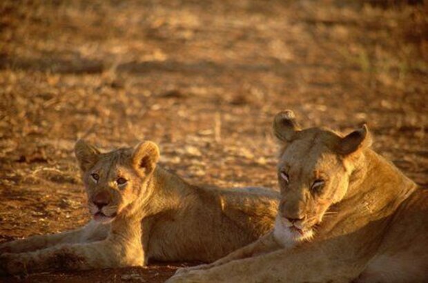 Wild Safari 3D (2005) - photo 1