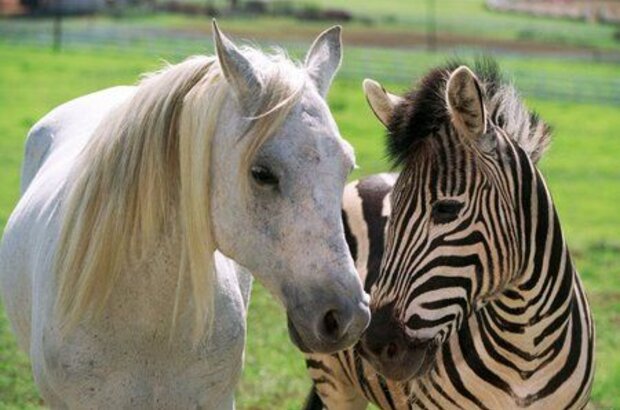 Racing Stripes (2005) - photo 4