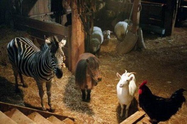 Racing Stripes (2005) - photo 6