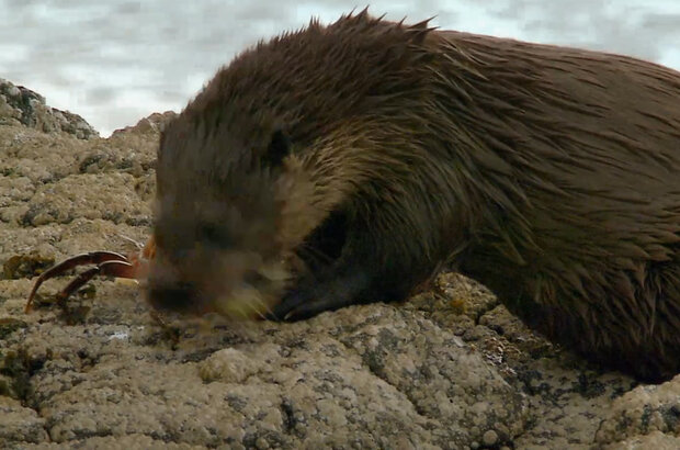 Знакомимся с куньими (2020) - photo 4