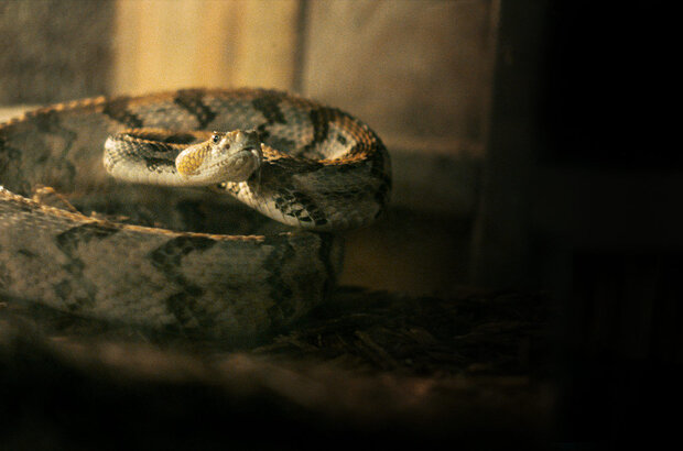 Змея из Алабамы (2020) - фото 1