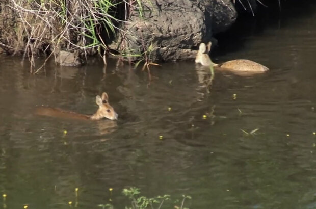The River — Odyssey of Life (2013) - photo 3