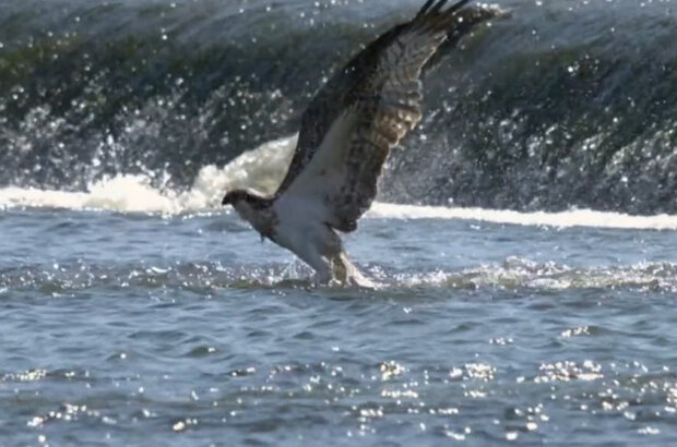 The River — Odyssey of Life (2013) - photo 5
