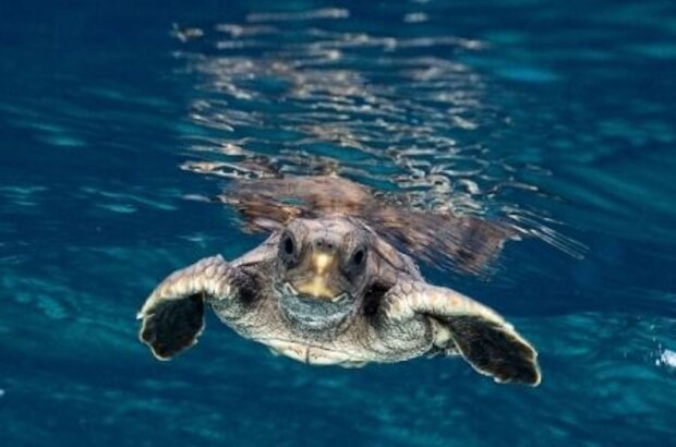 Turtle: The Incredible Journey (2009) - photo 1