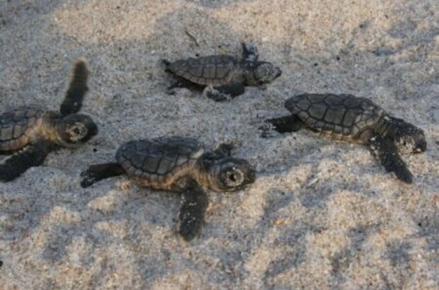 Turtle: The Incredible Journey (2009) - photo 5
