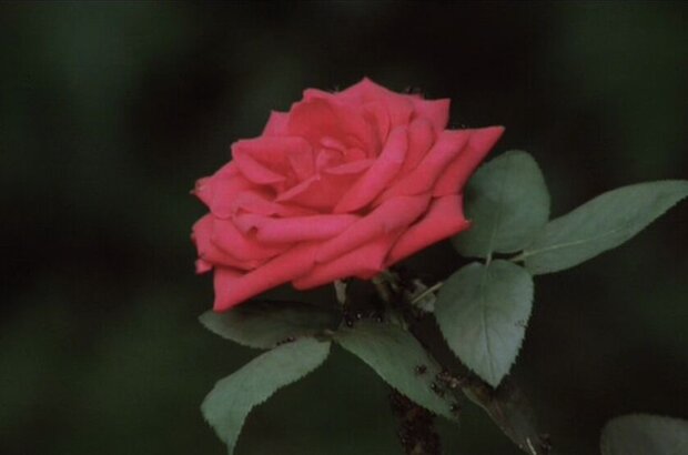 Rhapsody in August (1991) - photo 6