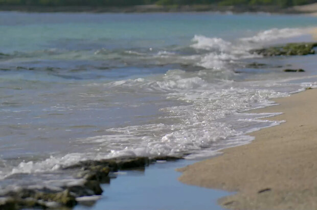 Wild caribbean (2018) - photo 3