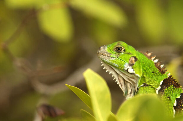 Flavors of the eastern caribbean (2014) - photo 3