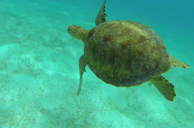 Flavors of the eastern caribbean (2014) - photo 4