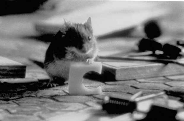 Mouse Hunt (1997) - photo 2