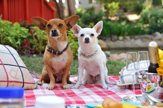 Beverly Hills Chihuahua 3: Viva La Fiesta! (2012) - photo 6