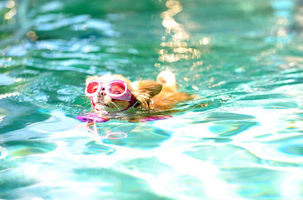Beverly Hills Chihuahua 3: Viva La Fiesta! (2012) - photo 8