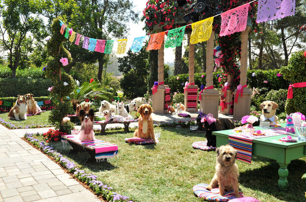 Beverly Hills Chihuahua 3: Viva La Fiesta! (2012) - photo 5