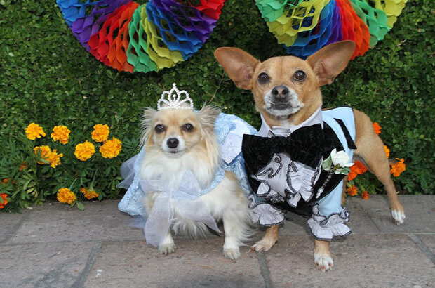 Beverly Hills Chihuahua 3: Viva La Fiesta! (2012) - photo 1