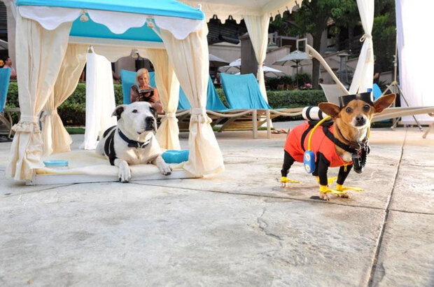 Beverly Hills Chihuahua 3: Viva La Fiesta! (2012) - photo 7