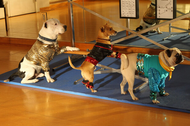 Beverly Hills Chihuahua 3: Viva La Fiesta! (2012) - photo 3