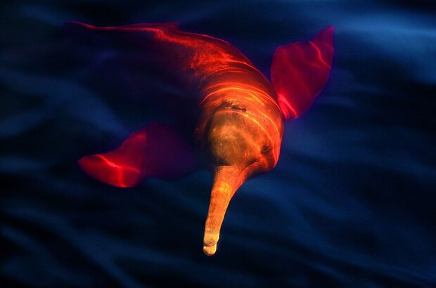 Amazonia (2013) - photo 6