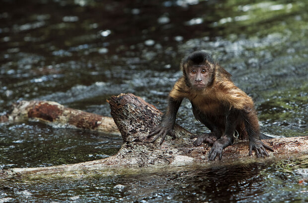 Amazonia (2013) - photo 7