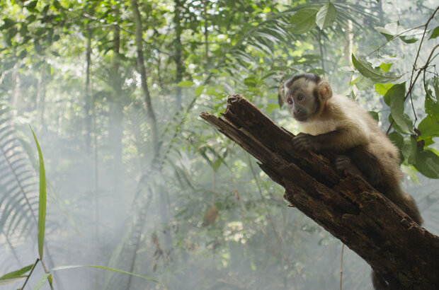 Amazonia (2013) - photo 8