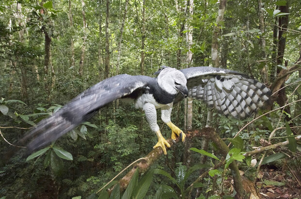 Amazonia (2013) - photo 3