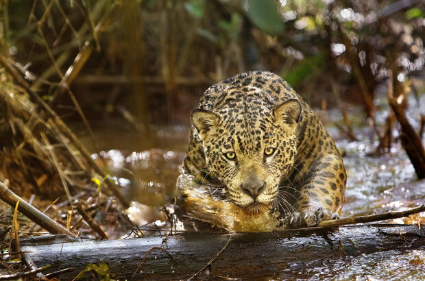 Amazonia (2013) - photo 4
