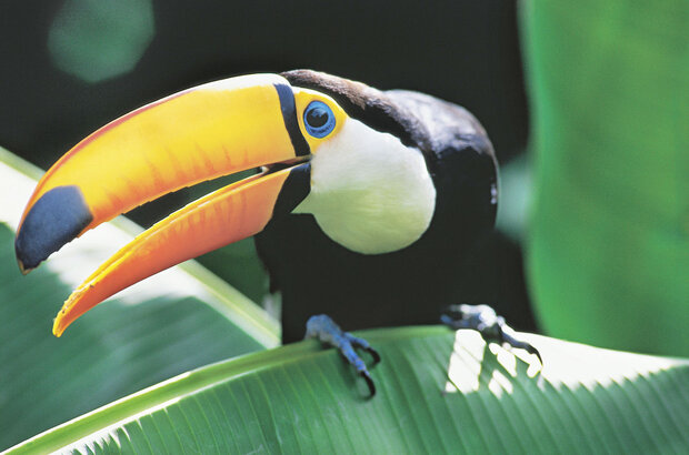 Amazonia (2013) - photo 2