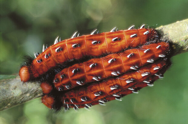 Amazonia (2013) - photo 5