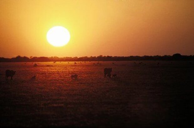Roar: Lions of the Kalahari (2003) - photo 4